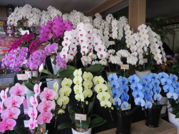 「花徳」　（静岡県浜松市中央区）の花屋店舗写真1