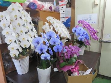 今日のお届け分｜「花徳」　（静岡県浜松市中央区の花キューピット加盟店 花屋）のブログ