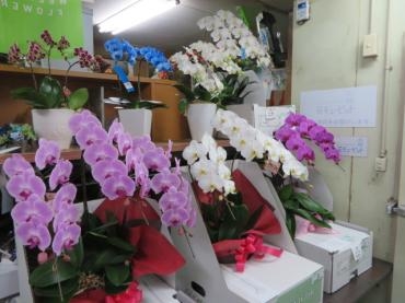 明日から３月っ！！御祝・開店・お誕生日などなど、多数ご予約いただいています。｜「花徳」　（静岡県浜松市中央区の花キューピット加盟店 花屋）のブログ