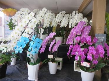 胡蝶蘭が多数入荷しました！週末のご注文ありがとうございます。｜「花徳」　（静岡県浜松市中央区の花キューピット加盟店 花屋）のブログ