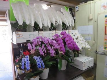 本日も叙勲・受賞の御祝のご予約いただきました！！｜「花徳」　（静岡県浜松市中央区の花キューピット加盟店 花屋）のブログ