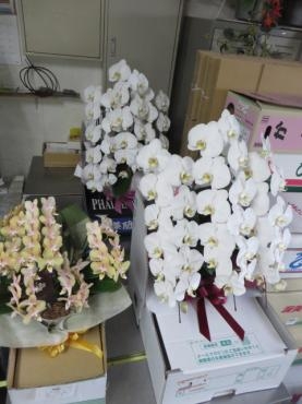 今日は暑いっ！！３５℃！明日、胡蝶蘭のご予約いただきました！！｜「花徳」　（静岡県浜松市中央区の花キューピット加盟店 花屋）のブログ