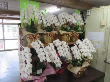 今週末の御祝の胡蝶蘭、ご予約いただきました！｜「花徳」　（静岡県浜松市中央区の花キューピット加盟店 花屋）のブログ