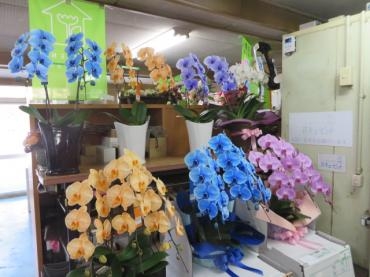 今週は色物の胡蝶蘭のご予約いただきました！｜「花徳」　（静岡県浜松市中央区の花キューピット加盟店 花屋）のブログ