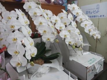 明日のお届け商品と胡蝶蘭が多数入荷しました！｜「花徳」　（静岡県浜松市中央区の花キューピット加盟店 花屋）のブログ