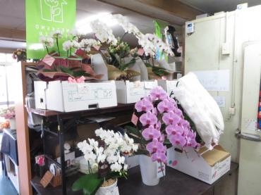 本日も胡蝶蘭のご注文いただきました！｜「花徳」　（静岡県浜松市中央区の花キューピット加盟店 花屋）のブログ