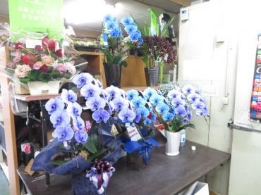 本日も多数入荷しました！またお届け・注文のご予約いただきました。｜「花徳」　（静岡県浜松市中央区の花キューピット加盟店 花屋）のブログ