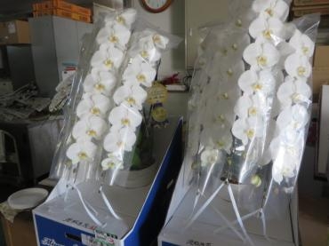明日お届け分の胡蝶蘭鉢ご注文いただきました！ご注文はお早めに・・・｜「花徳」　（静岡県浜松市中央区の花キューピット加盟店 花屋）のブログ