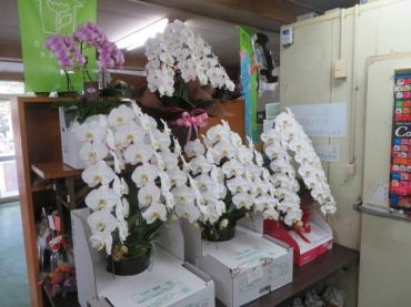 今週末、胡蝶蘭のご予約いただきました！ご注文はお早めに・・・｜「花徳」　（静岡県浜松市中央区の花キューピット加盟店 花屋）のブログ