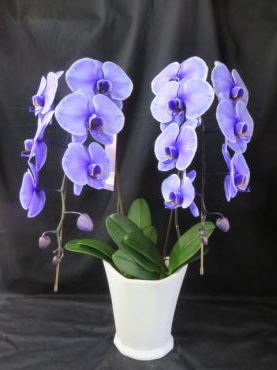 ご予約いただきました「紫色の胡蝶蘭」が入荷しました！ご注文はお早めに・・・｜「花徳」　（静岡県浜松市中央区の花キューピット加盟店 花屋）のブログ