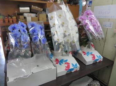 今週末、胡蝶蘭のご予約いただきました！｜「花徳」　（静岡県浜松市中央区の花キューピット加盟店 花屋）のブログ