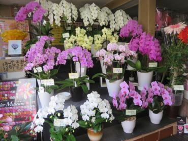 本日も胡蝶蘭が多数入荷しました！ご注文はお早めに・・・｜「花徳」　（静岡県浜松市中央区の花キューピット加盟店 花屋）のブログ
