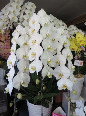 本日もご注文・ご予約いただきました胡蝶蘭をお届けいたしました！ご注文はお早めに・・・｜「花徳」　（静岡県浜松市中央区の花キューピット加盟店 花屋）のブログ