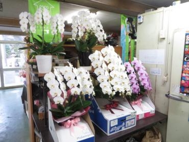 本日も胡蝶蘭のお届けいたしました！ご注文はお早めに・・・｜「花徳」　（静岡県浜松市中央区の花キューピット加盟店 花屋）のブログ