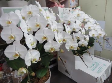 本日も胡蝶蘭のご予約いただきました！ご注文はお早めに・・・｜「花徳」　（静岡県浜松市中央区の花キューピット加盟店 花屋）のブログ