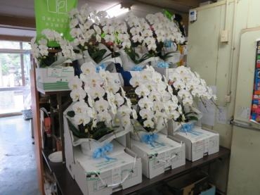 今週末から始まる新盆！浜松市は今週末からです！！胡蝶蘭のご予約をたくさんいただきました！順次お届けいたしますので・・・・｜「花徳」　（静岡県浜松市中央区の花キューピット加盟店 花屋）のブログ