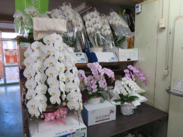 本日も胡蝶蘭鉢をお届けいたしました！来週のご注文もいただきました！！ご注文はお早めに・・・｜「花徳」　（静岡県浜松市中央区の花キューピット加盟店 花屋）のブログ