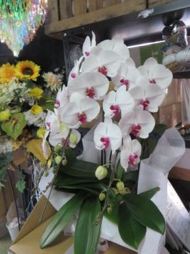 胡蝶蘭のご予約いただきました！　カラフルな紫陽花も入荷していますご注文はお早めに・・・｜「花徳」　（静岡県浜松市中央区の花キューピット加盟店 花屋）のブログ