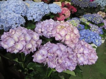 雨が続きますが、紫陽花が多数入荷しました！是非ともご覧ください！ご来店お待ちしています。｜「花徳」　（静岡県浜松市中央区の花キューピット加盟店 花屋）のブログ