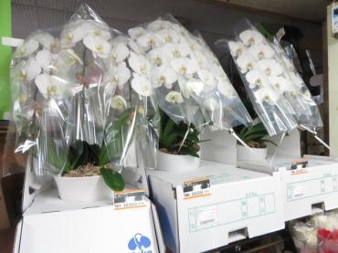 本日も胡蝶蘭をお届けいたします！ご注文はお早めに・・・｜「花徳」　（静岡県浜松市中央区の花キューピット加盟店 花屋）のブログ