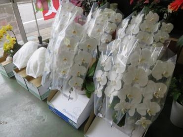 ８月がスタートしました！来週から始まる御盆の胡蝶蘭が入荷いたしました。ご予約ありがとうございます。｜「花徳」　（静岡県浜松市中央区の花キューピット加盟店 花屋）のブログ