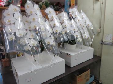 ９月のご注文分の胡蝶蘭が本日入荷いたしました！入荷が少ないので早めのご予約をお願いします。｜「花徳」　（静岡県浜松市中央区の花キューピット加盟店 花屋）のブログ