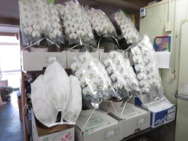 本日から３月！！お花屋さんが忙しくなってきます。胡蝶蘭が多数入荷しました！！ご注文はお早めに・・・｜「花徳」　（静岡県浜松市中央区の花キューピット加盟店 花屋）のブログ
