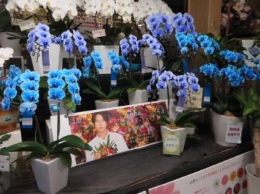 本日もご予約ありがとうございます。胡蝶蘭が多数入荷しました！！ご注文はお早めに・・・｜「花徳」　（静岡県浜松市中央区の花キューピット加盟店 花屋）のブログ