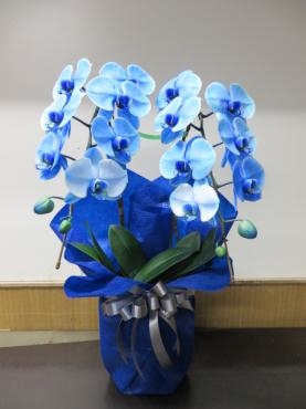 今月末の胡蝶蘭をご予約いただきました！当日の注文が立てこみますので時間に余裕をもって早めのご予約をお願いします。|「花徳」　（静岡県浜松市中区の花屋）のブログ