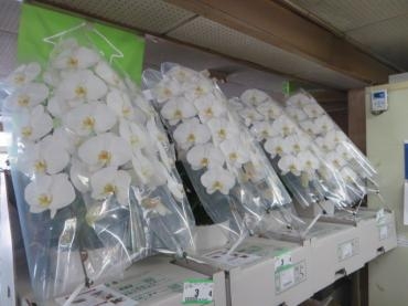 胡蝶蘭・観葉植物・イテリアグリーンなど　多数入荷しました！　ご注文はお早めに・・・・|「花徳」　（静岡県浜松市中区の花屋）のブログ