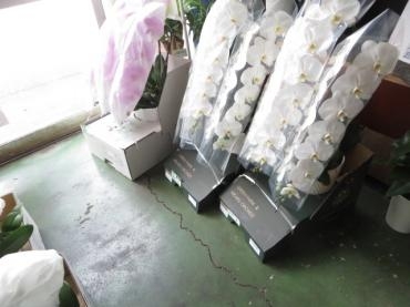 ご予約いただきました、お盆用の胡蝶蘭も入荷しました！今週末お届けさせていただきます。｜「花徳」　（静岡県浜松市中央区の花キューピット加盟店 花屋）のブログ