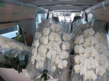今週末、ご予約の胡蝶蘭鉢を取りに行きました。｜「花徳」　（静岡県浜松市中央区の花キューピット加盟店 花屋）のブログ