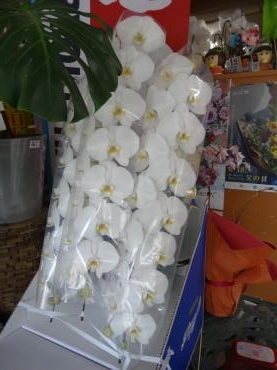 今週も多数の胡蝶蘭をご予約いただきました。ご注文はお早めに・・・「花徳」（静岡県浜松市中央区の花屋）のギャラリー写真
