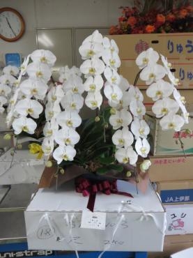 お盆前でも御祝・お誕生日・周年祝などの胡蝶蘭をご注文頂きました！ご注文はお早めに・・・・「花徳」（静岡県浜松市中央区の花屋）のギャラリー写真