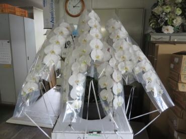 明日は『大安』！！御祝の胡蝶蘭ご予約いただきました。ご注文はお早めに・・・「花徳」（静岡県浜松市中央区の花屋）のギャラリー写真
