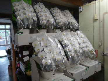 本日も胡蝶蘭のご予約いただきました。暑い時期ですので・・・前もってのご予約をおすすめします。ご注文はお早めに・・・|「花徳」　（静岡県浜松市中央区の花屋）のブログ