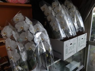 新年がスタートして・・・もう半月。今週も胡蝶蘭のご注文を多数ご予約いただいています。寒い時期ですのでお届け直前に仕入ますので・・・ご注文・ご予約はお早めに・・・|「花徳」　（静岡県浜松市中央区の花屋）のブログ