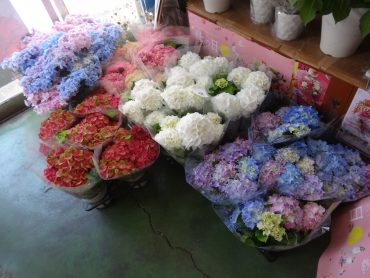 胡蝶蘭のご予約いただきました！紫陽花も綺麗です！ご注文はお早めに・・・|「花徳」　（静岡県浜松市中央区の花屋）のブログ