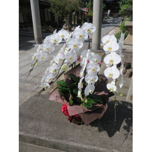 胡蝶蘭・白・５Ｆロング 900187