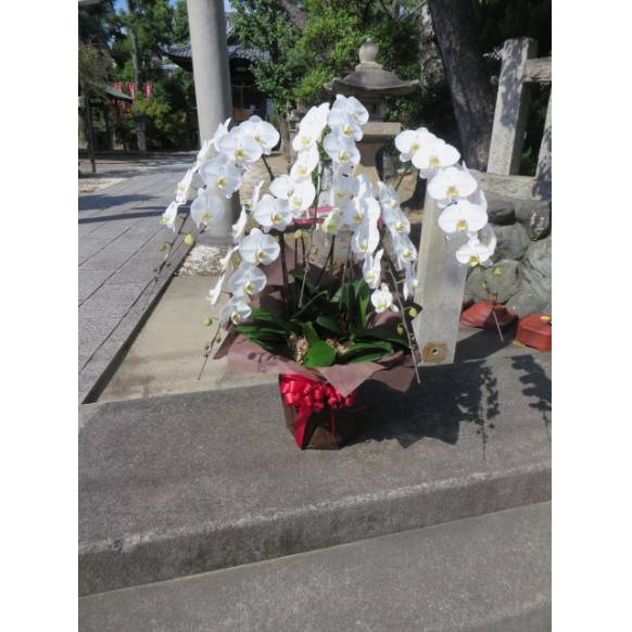 胡蝶蘭・白・５Ｆロング