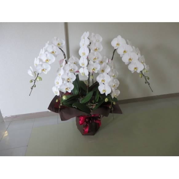 胡蝶蘭・白・５Ｆロング